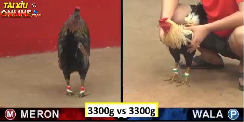 Một vài kinh nghiệm chơi đá gà tài xỉu chia sẻ từ cao thủ